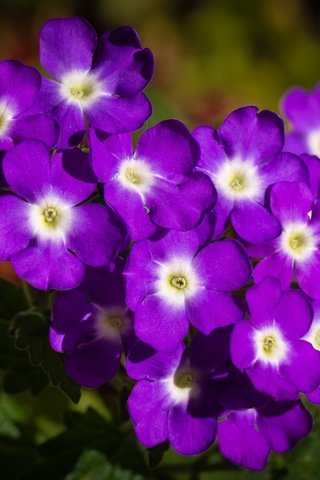 Обои цветы, лепестки, фиолетовые, вербена, flowers, petals, purple, verbena разрешение 4608x3456 Загрузить