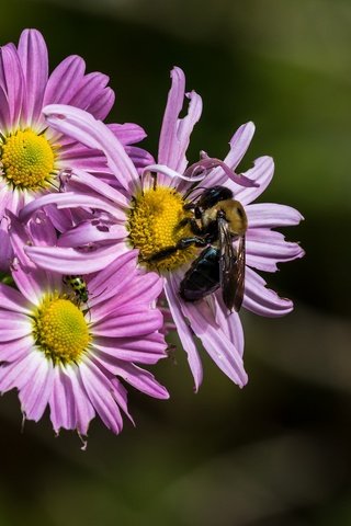 Обои цветы, насекомое, лепестки, пчела, хризантемы, flowers, insect, petals, bee, chrysanthemum разрешение 2048x1495 Загрузить