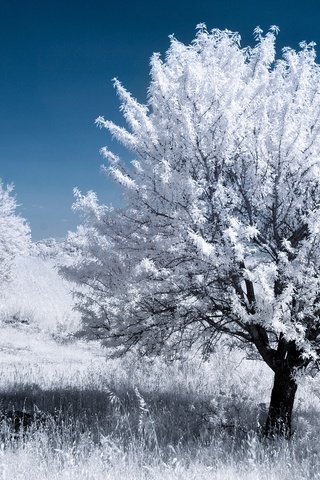 Обои дерево, листья, франция, прованс, инфракрасный снимок, tree, leaves, france, provence, infrared the разрешение 2048x1366 Загрузить