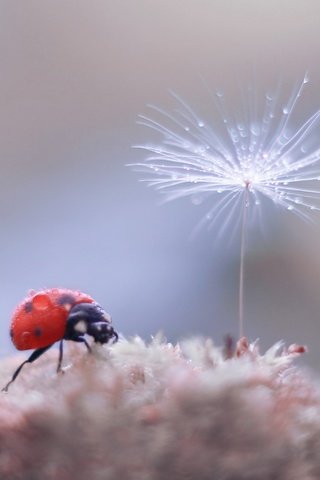 Обои жук, насекомое, фон, божья коровка, боке, пушинка, былинка, beetle, insect, background, ladybug, bokeh, fluff, blade of grass разрешение 2500x1886 Загрузить