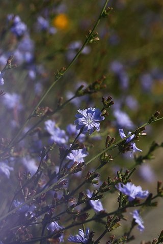 Обои фон, лето, стебли, цветочки, цикорий, background, summer, stems, flowers, chicory разрешение 1920x1280 Загрузить