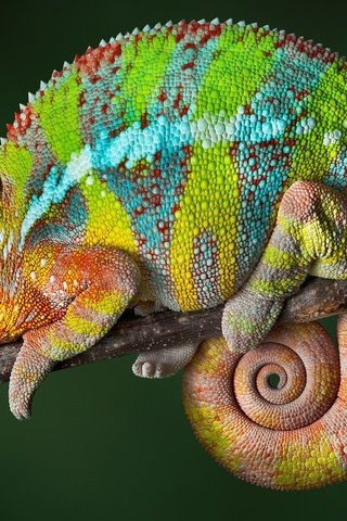 Обои ящерица, хамелеон, рептилия, мадагаскар, lizard, chameleon, reptile, madagascar разрешение 2560x1600 Загрузить