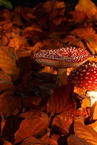 Обои природа, листья, осень, грибы, мухомор, мухоморы, nature, leaves, autumn, mushrooms, mushroom, amanita разрешение 2048x1363 Загрузить