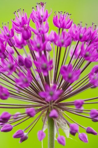 Обои макро, соцветие, декоративный лук, аллиум, macro, inflorescence, decorative bow, allium разрешение 2048x1416 Загрузить