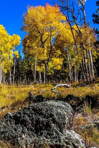 Обои небо, деревья, камни, лес, березы, осень, роща, осина, the sky, trees, stones, forest, birch, autumn, grove, aspen разрешение 2048x1152 Загрузить