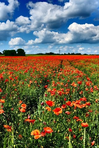 Обои небо, цветы, облака, поле, горизонт, красные, маки, the sky, flowers, clouds, field, horizon, red, maki разрешение 3600x2400 Загрузить