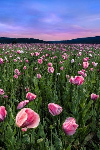 Обои цветы, пейзаж, поле, горизонт, маки, flowers, landscape, field, horizon, maki разрешение 2048x1365 Загрузить