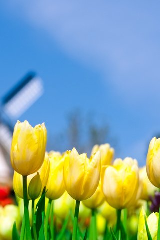 Обои небо, поле, мельница, тюльпаны, нидерланды, голландия, the sky, field, mill, tulips, netherlands, holland разрешение 1920x1200 Загрузить