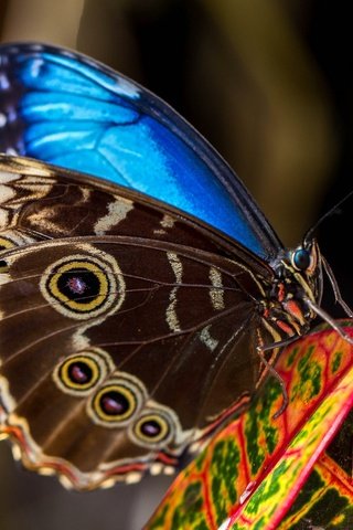 Обои природа, насекомое, бабочка, крылья, мотылек, морфо пелеида, nature, insect, butterfly, wings, moth, morpho peleid разрешение 2048x1365 Загрузить