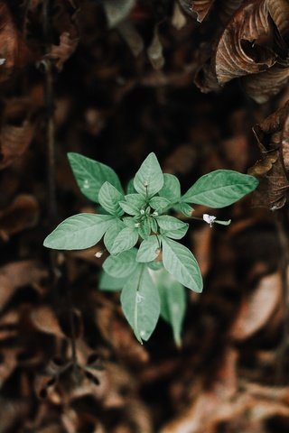 Обои природа, зелень, листья, макро, зеленые, сухие, nature, greens, leaves, macro, green, dry разрешение 5184x3456 Загрузить