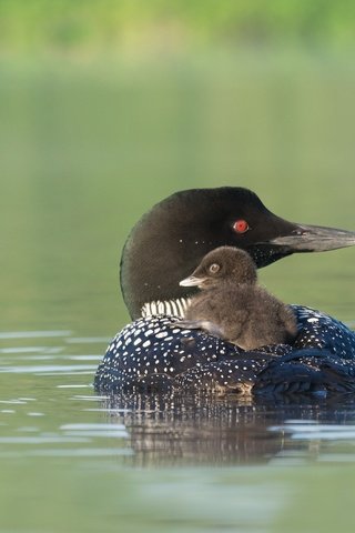 Обои птенец, водоем, птица, клюв, черноклювая гагара, гагара, chick, pond, bird, beak, chernokova loon, loon разрешение 2048x1290 Загрузить