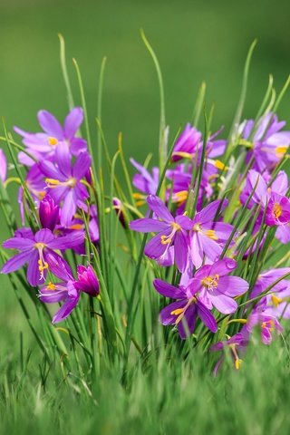 Обои цветы, трава, макро, боке, олсиниум, олсиниум дугласа, flowers, grass, macro, bokeh, olcinium, olcinium douglas разрешение 2048x1281 Загрузить