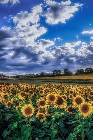 Обои небо, облака, утро, поле, лето, подсолнухи, желтые цветы, the sky, clouds, morning, field, summer, sunflowers, yellow flowers разрешение 1992x1153 Загрузить