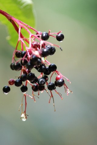 Обои ветка, природа, дерево, капли, плоды, бузина, branch, nature, tree, drops, fruit, elder разрешение 3872x2592 Загрузить