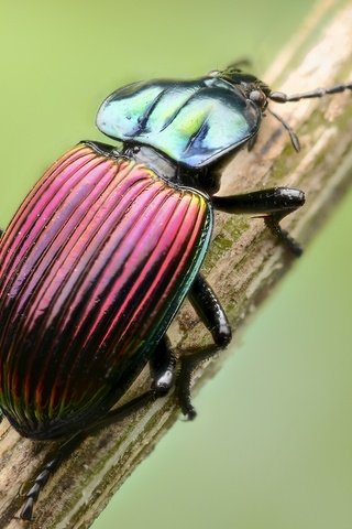 Обои жук, макро, насекомое, стебель, beetle, macro, insect, stem разрешение 2000x1325 Загрузить