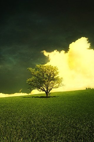 Обои трава, облака, дерево, луг, grass, clouds, tree, meadow разрешение 1920x1200 Загрузить