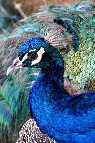 Обои птица, клюв, павлин, перья, bird, beak, peacock, feathers разрешение 2048x1205 Загрузить