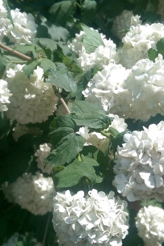 Обои цветы, листья, куст, белые, соцветия, гортензия, flowers, leaves, bush, white, inflorescence, hydrangea разрешение 2688x1520 Загрузить