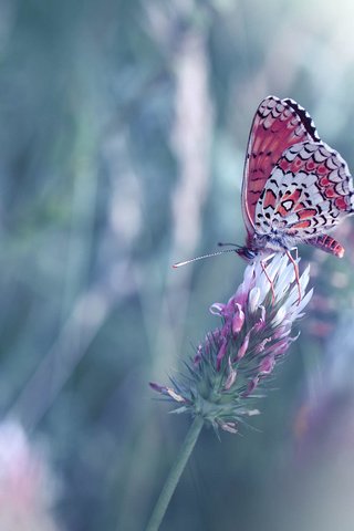 Обои цветы, насекомое, бабочка, крылья, размытость, juliana nan, flowers, insect, butterfly, wings, blur разрешение 2000x1448 Загрузить