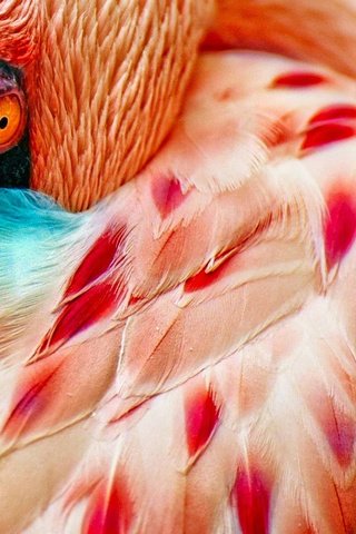 Обои макро, фламинго, птица, перья, глаз, macro, flamingo, bird, feathers, eyes разрешение 2560x1600 Загрузить