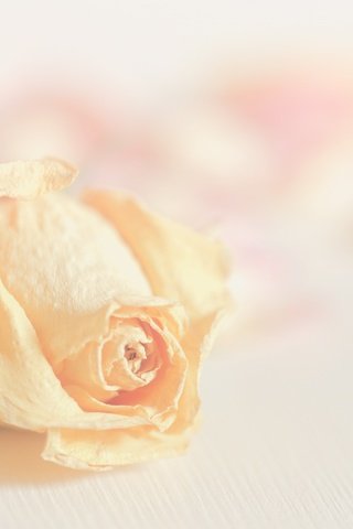 Обои цветок, роза, лепестки, размытость, бутон, flower, rose, petals, blur, bud разрешение 2400x1350 Загрузить