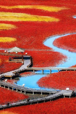 Обои река, природа, пейзаж, поля, мост, корея, деревянный мост, river, nature, landscape, field, bridge, korea, wooden bridge разрешение 2880x2560 Загрузить