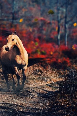 Обои лошадь, деревья, природа, осень, конь, horse, trees, nature, autumn разрешение 2560x1440 Загрузить