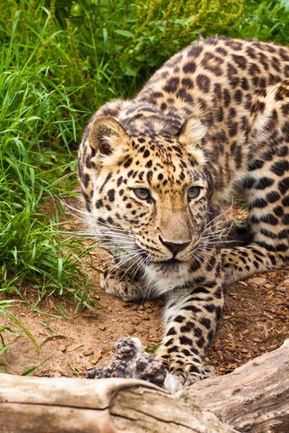Обои морда, трава, взгляд, леопард, хищник, дикая кошка, face, grass, look, leopard, predator, wild cat разрешение 3168x2385 Загрузить