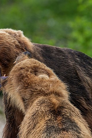 Обои морда, взгляд, пасть, медведи, бурый медведь, александр маркелов, face, look, mouth, bears, brown bear, alexander markelov разрешение 1920x1373 Загрузить