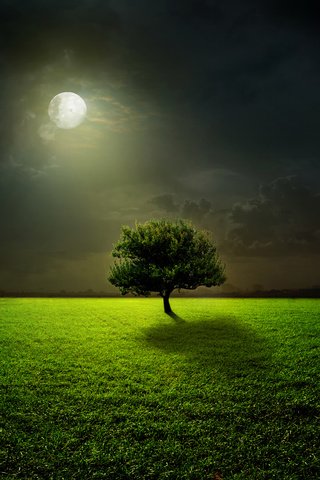 Обои свет, трава, дерево, пейзаж, поле, луна, полнолуние, light, grass, tree, landscape, field, the moon, the full moon разрешение 4000x3757 Загрузить