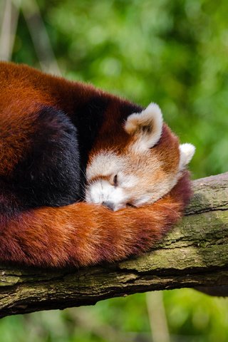 Обои дерево, панда, сон, ствол, красная панда, малая панда, tree, panda, sleep, trunk, red panda разрешение 4000x2649 Загрузить