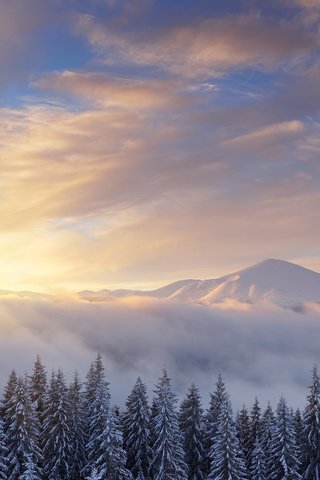 Обои небо, oleksandr kotenko, облака, деревья, горы, восход, снег, зима, сосны, the sky, clouds, trees, mountains, sunrise, snow, winter, pine разрешение 4529x3000 Загрузить