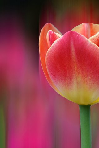 Обои цветок, лепестки, размытость, бутон, весна, тюльпан, flower, petals, blur, bud, spring, tulip разрешение 4288x2848 Загрузить