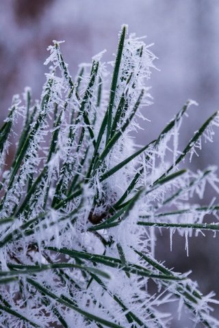 Обои хвоя, зима, иней, кристаллы, сосна, крупным планом, needles, winter, frost, crystals, pine, closeup разрешение 5472x3648 Загрузить