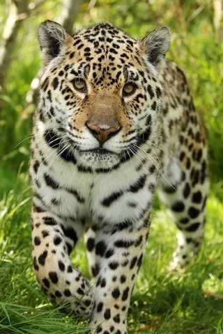 Обои морда, трава, взгляд, хищник, ягуар, дикая кошка, face, grass, look, predator, jaguar, wild cat разрешение 2048x1365 Загрузить