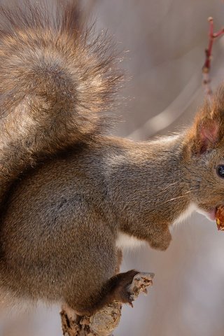 Обои япония, хвост, орех, хоккайдо, белочка, грызун, japan, tail, walnut, hokkaido, squirrel, rodent разрешение 1920x1200 Загрузить