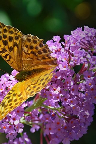 Обои насекомое, бабочка, крылья, цветочки, insect, butterfly, wings, flowers разрешение 4308x2987 Загрузить