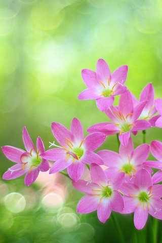 Обои блики, розовые цветы, боке, зефирантес, glare, pink flowers, bokeh, zephyranthes разрешение 2048x1433 Загрузить