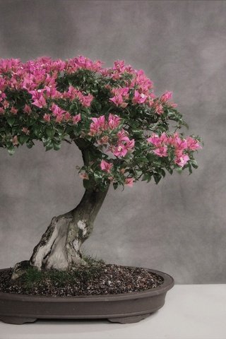 Обои цветение, серый фон, деревце, бонсай, flowering, grey background, tree, bonsai разрешение 1920x1200 Загрузить