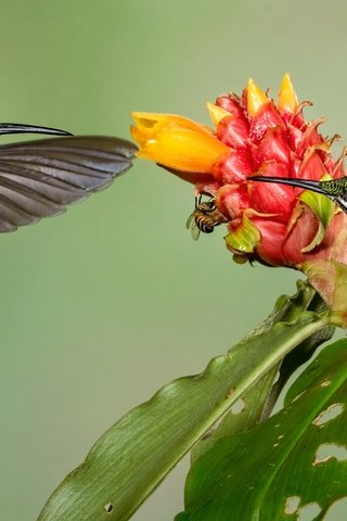 Обои цветок, крылья, птицы, клюв, колибри, колибри-бриллиант, flower, wings, birds, beak, hummingbird, hummingbird-diamond разрешение 2048x1152 Загрузить