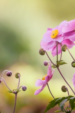 Обои цветок, лепестки, розовый, боке, японский анемон, анемон, flower, petals, pink, bokeh, japanese anemone, anemone разрешение 2400x1600 Загрузить