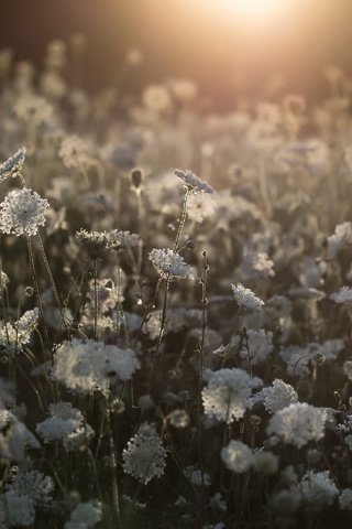 Обои цветы, природа, поле, белые, полевые цветы, flowers, nature, field, white, wildflowers разрешение 2048x1194 Загрузить