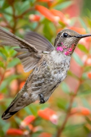 Обои цветы, полет, крылья, птица, клюв, перья, колибри, flowers, flight, wings, bird, beak, feathers, hummingbird разрешение 2958x1972 Загрузить