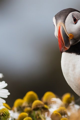 Обои цветы, птица, клюв, ромашки, перья, окрас, тупик, flowers, bird, beak, chamomile, feathers, color, stalled разрешение 2048x1365 Загрузить