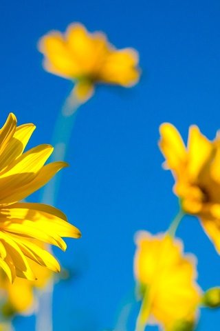Обои небо, цветы, лепестки, стебли, желтые цветы, the sky, flowers, petals, stems, yellow flowers разрешение 2136x1424 Загрузить