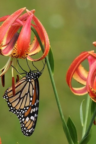 Обои цветы, насекомое, фон, бабочка, крылья, лилии, flowers, insect, background, butterfly, wings, lily разрешение 2048x1463 Загрузить