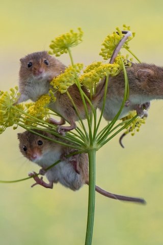 Обои фон, трио, мышки, harvest mouse, мышь-малютка, троица, background, trio, mouse, the mouse is tiny, trinity разрешение 2048x1565 Загрузить