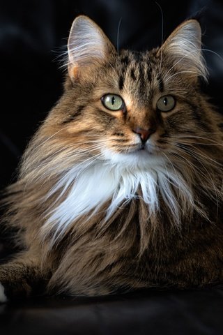 Обои кот, мордочка, усы, кошка, взгляд, пушистая, портре, cat, muzzle, mustache, look, fluffy, portra разрешение 6940x4632 Загрузить