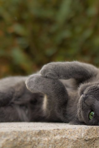Обои кот, мордочка, усы, кошка, взгляд, серый, зеленые глаза, cat, muzzle, mustache, look, grey, green eyes разрешение 4661x3107 Загрузить