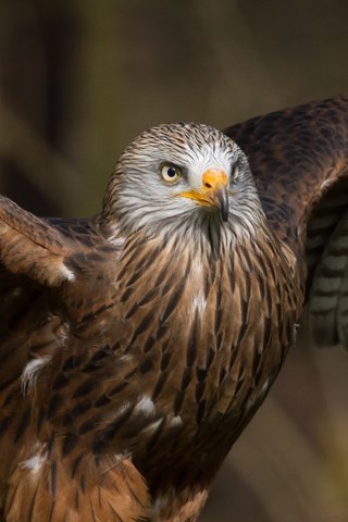 Обои крылья, хищник, птица, клюв, перья, коршун, milvus, wings, predator, bird, beak, feathers, kite разрешение 3580x2000 Загрузить